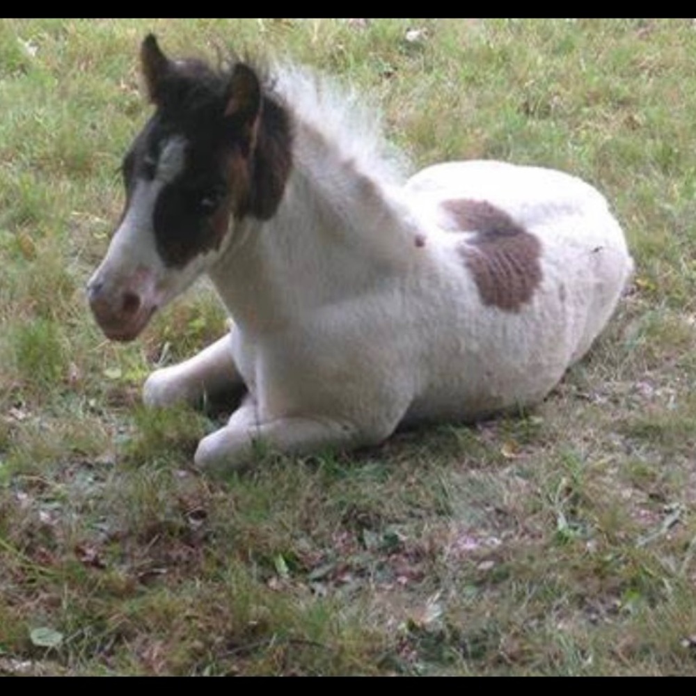 The Lucky Horse rescue decorative horseshoe - Picture 6 of 10